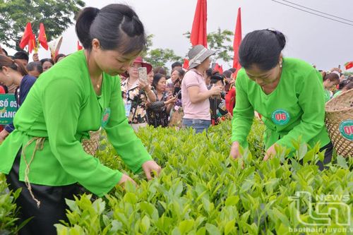 Đại Từ: Sôi nổi Hội thi 'Bàn tay vàng hái chè nhanh'