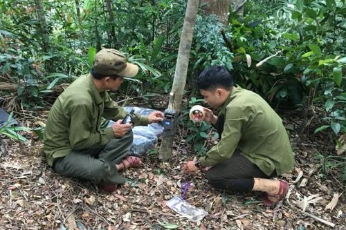 Đặt bẫy ảnh tìm Sao la ở rừng bảo tồn Bắc Hướng Hóa