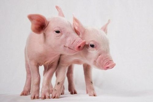 Hai con heo thú cưng bị giết mổ nhầm