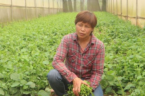 Nữ tỷ phú làng rau sạch đẩy mạnh liên kết chuỗi và chuyển giao công nghệ trồng rau hữu cơ