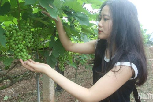 Nông dân làm nông nghiệp sinh thái