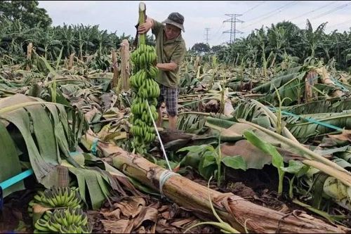 Đồng Nai: Mưa lớn, gió lốc quật đổ hơn 145ha chuối