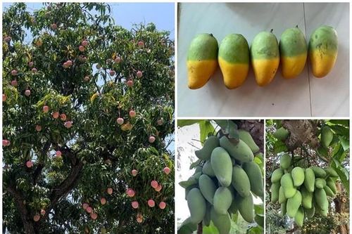Những cây xoài độc nhất Việt Nam, gây sốt 'rần rần' cõi mạng