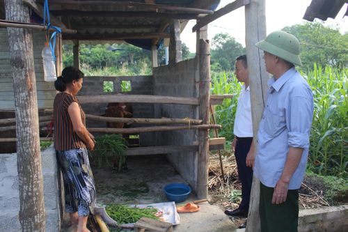 Hỗ trợ nuôi bò sinh sản - Mô hình giảm nghèo hiệu quả