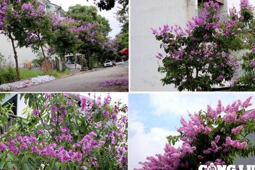 Tháng 5 - Đắm chìm trong màu tím của bằng lăng…