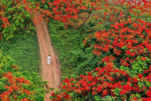 Cây hoa phượng vĩ bung nở rực rỡ 'gây sốt' tại Đông Anh