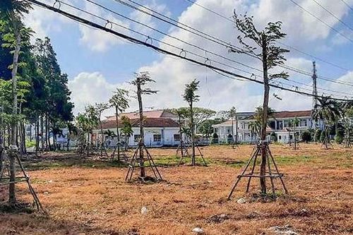 Cà Mau báo cáo về các gói thầu của Công ty TNHH Cây xanh Công Minh