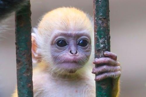 Chú khỉ con ở Thảo Cầm Viên có gì đặc biệt mà gây 'sốt' mạng xã hội?