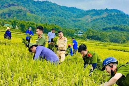 Đoàn viên thanh niên, công an đội nắng thu hoạch lúa giúp người dân