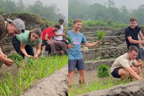 Video khách Tây lội bùn lấm lem, miệt mài cấy lúa tại Sa Pa hút triệu view