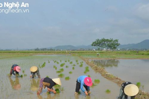 Nông dân Nghệ An tích cực làm đất, gieo cấy lúa vùng sâu trũng để chạy lụt