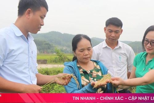 Vùng sản xuất lúa tập trung ở Hương Sơn đạt năng suất cao