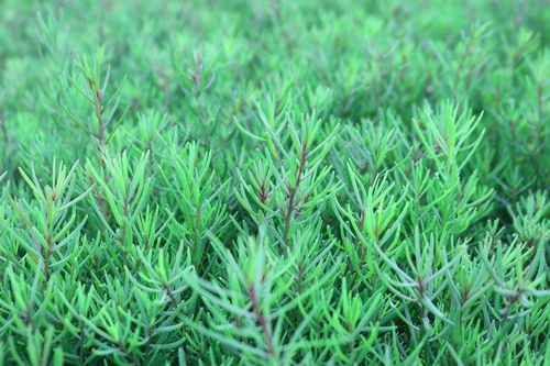 Loại rau dại xưa 'cứu đói' nay thành đặc sản