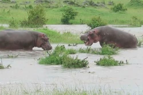 Clip: Không có đối thủ, cặp đôi 'cục súc' nhất châu Phi tự quay sang khè nhau