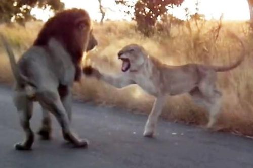 Clip: Chẳng kém gì con người, sư tử cái cũng biết vùng lên đấu tranh đòi 'nữ quyền'