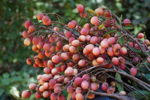 Loại quả dại xưa ít người biết, giờ thành đặc sản được khách du lịch ưa chuộng, 90.000 đồng/kg