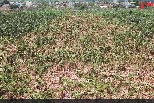 Hàng trăm ngàn lượt xem các video clip về ảnh hưởng của mưa đầu mùa