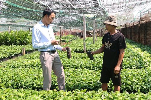 Chư Sê sử dụng giống chất lượng cao để tăng hiệu quả sản xuất nông nghiệp