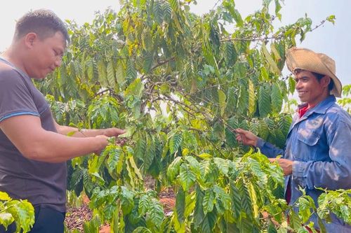 Lão nông Jrai thu hơn 800 triệu đồng mỗi năm nhờ trồng cà phê