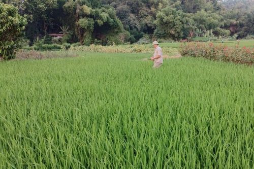 Sâu bệnh xuất hiện trên lúa xuân, cần chủ động phòng, trừ