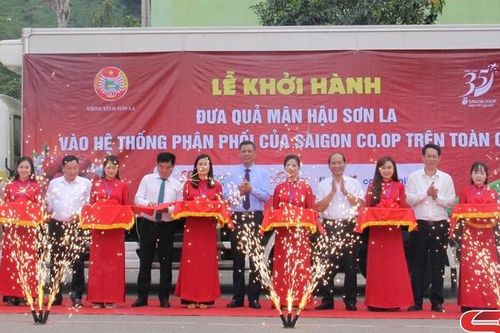 Mận hậu Sơn La vào hệ thống phân phối của Saigon Co.op