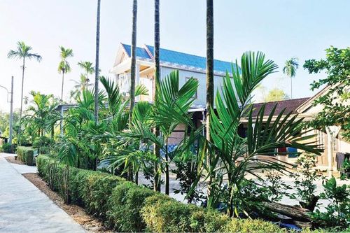 Cau thẳng vườn nhà