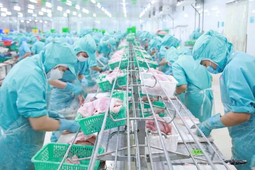 Tập đoàn Sao Mai (ASM): Chốt chia cổ tức năm 2022 và 2023 bằng cổ phiếu