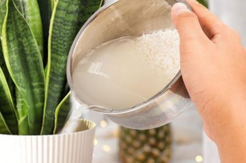 Có nên dùng nước vo gạo tưới cây trực tiếp?