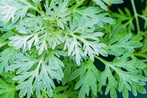 Uống nước ngải cứu hàng ngày có tốt?