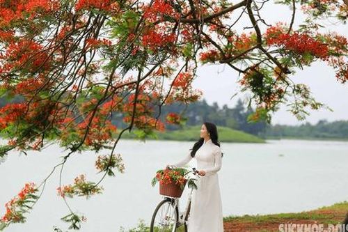 Đổ xô đi chụp cây phượng vĩ đang gây 'bão' tại Đông Anh, Hà Nội