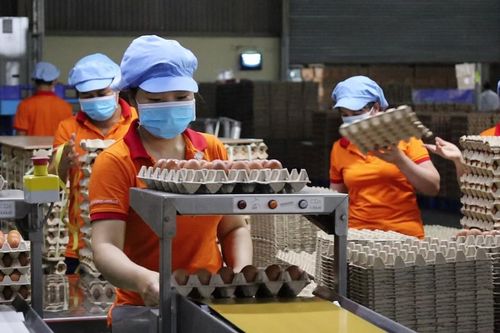 Xây dựng vùng chăn nuôi an toàn: Nhận diện những rào cản
