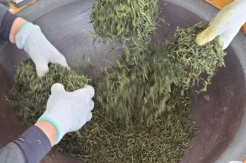 Loại trà tại huyện Đại Từ được bán với giá 68 triệu đồng/kg có gì đặc biệt?