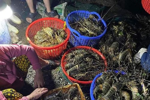 Phú Yên: Tôm hùm xanh và cá nuôi lồng bè chết bất thường
