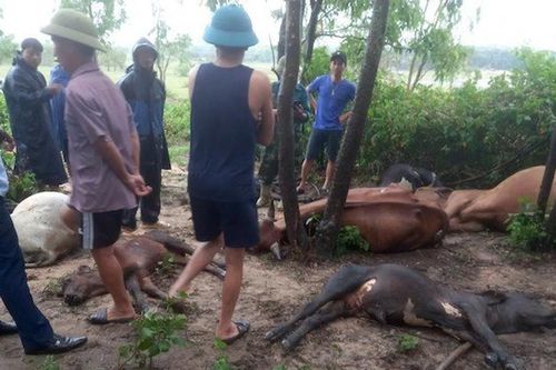 Quảng Bình: Sét đánh chết 9 con bò của người dân