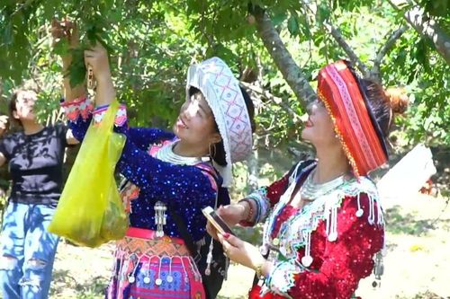 Nghệ An: đặc sắc ngày hội hái mận nơi miền biên viễn