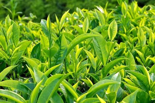 Những điều thú vị về chè, đồ uống phổ biến thứ hai thế giới sau nước