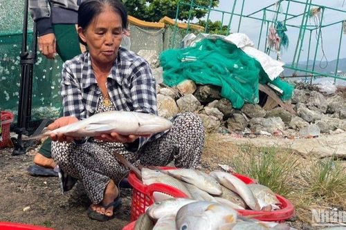 Phú Yên chỉ đạo khắc phục thiệt hại tôm hùm, cá nuôi chết hàng loạt tại Sông Cầu