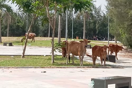 Đẹp mà chưa đẹp!