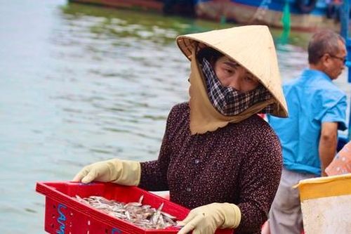 Được mùa cá cơm, phụ nữ vùng biển tất bật mưu sinh