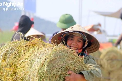 Nhộn nhịp thu hoạch rơm trên các cánh đồng xứ Nghệ