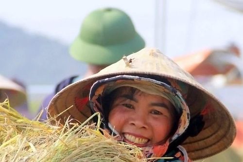 Cận cảnh mùa thu hoạch rơm ở Nghệ An