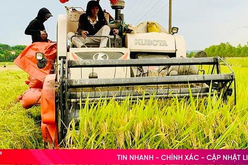 Niềm vui trên những cánh đồng lớn đầu tiên ở Vũ Quang