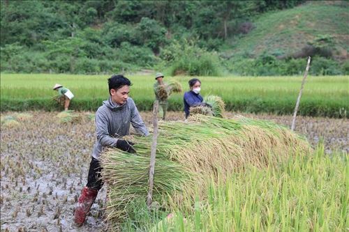 'Mùa vàng' trong đại ngàn Pù Huống