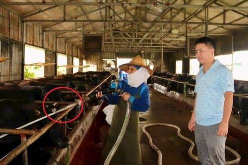 Anh nông dân bỏ túi 15 tỷ đồng nhờ tay ngang nuôi con vật 'khổng lồ' quen thuộc