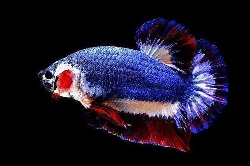 Con cá chọi bé tí giá 38 triệu đồng, người đàn ông vẫn xuống tiền mua