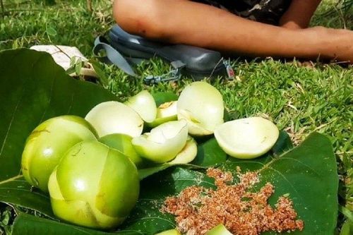 Loại quả dại xưa không ai ngó nay thành đặc sản mùa hè,120.000 đồng/kg