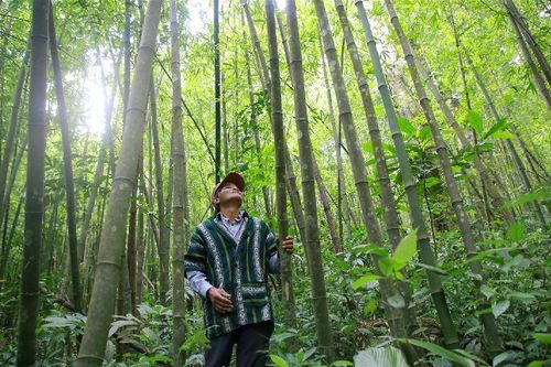 Cây tre Thanh Hóa háo hức thoát nghèo