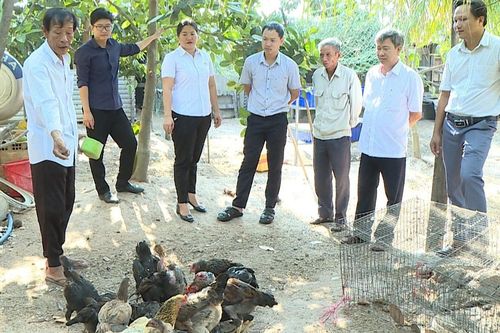 Ayun Pa: Tín hiệu vui từ chuyển đổi cơ cấu cây trồng, vật nuôi