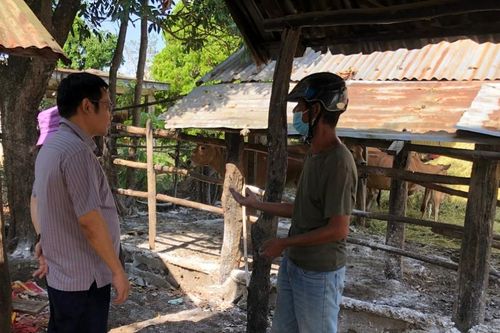 Mang Yang xuất hiện bệnh lở mồm long móng