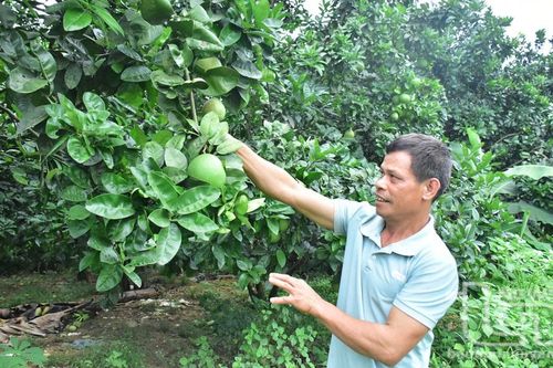 Kiên trì bám ruộng làm giàu